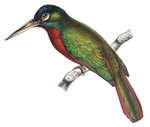 blue-necked jacamar, blue-cheeked jacamar (Galbula cyanicollis)