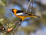 Bullock's oriole (Icterus bullockii)