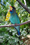 Dollarbird, Oriental dollarbird (Eurystomus orientalis)