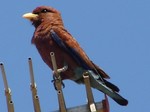 cinnamon roller, broad-billed roller (Eurystomus glaucurus)