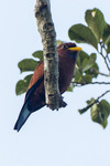 blue-throated roller (Eurystomus gularis)