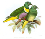 Ptilopus speciosus = Ptilinopus speciosus (Geelvink fruit dove)