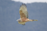 swamp harrier, marsh harrier (Circus approximans)