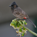 red-vented bulbul (Pycnonotus cafer)