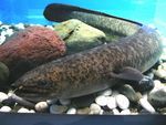 giant mottled eel, marbled eel (Anguilla marmorata)