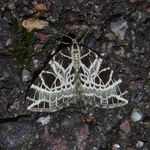 Eustroma reticulatum (netted carpet)