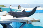 false killer whale (Pseudorca crassidens)