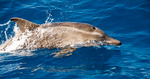 rough-toothed dolphin (Steno bredanensis)