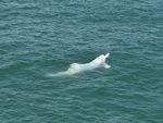Indo-Pacific humpbacked dolphin (Sousa chinensis)