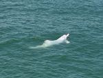 Indo-Pacific humpbacked dolphin (Sousa chinensis)