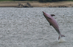 Guianian river dolphin, tucuxi (Sotalia fluviatilis)