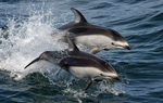 Pacific white-sided dolphin (Lagenorhynchus obliquidens)