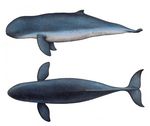 Irrawaddy dolphin (Orcaella brevirostris)