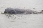 Irrawaddy dolphin (Orcaella brevirostris)