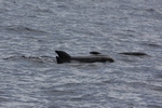 melon-headed whale (Peponocephala electra)