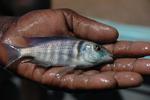 Placidochromis electra (deepwater hap)