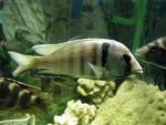 Placidochromis electra (deepwater hap)