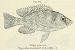 Placidochromis johnstoni