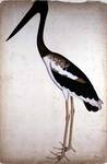 black-necked stork (Ephippiorhynchus asiaticus)