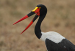 saddlebill, saddle-billed stork (Ephippiorhynchus senegalensis)