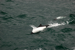 Commerson's dolphin, panda dolphin (Cephalorhynchus commersonii)