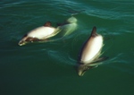 Hector's dolphin (Cephalorhynchus hectori)