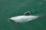 Hector's dolphin (Cephalorhynchus hectori)