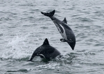 Heaviside's dolphin, Haviside's dolphin (Cephalorhynchus heavisidii)