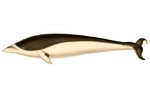 southern right whale dolphin (Lissodelphis peronii)