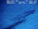 frilled shark (Chlamydoselachus anguineus)