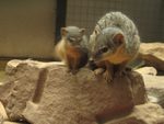 long-nosed mongoose (Herpestes naso)