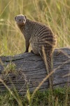 banded mongoose (Mungos mungo)