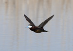 ruddy duck (Oxyura jamaicensis)