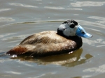 white-headed duck (Oxyura leucocephala)