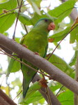 Tovi parakeet, orange-chinned parakeet (Brotogeris jugularis)
