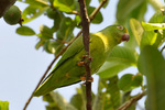 tui parakeet (Brotogeris sanctithomae)