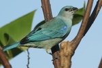 azure-shouldered tanager (Thraupis cyanoptera)