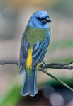 Darwin's tanager (Pipraeidea bonariensis darwinii)