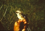 pale-headed brush finch (Atlapetes pallidiceps)