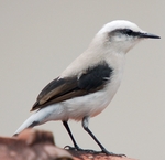 masked water tyrant (Fluvicola nengeta)