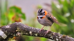 rufous-collared sparrow (Zonotrichia capensis)