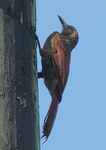 northern barred woodcreeper (Dendrocolaptes sanctithomae)