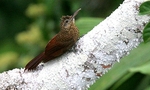 Amazonian barred woodcreeper (Dendrocolaptes certhia)