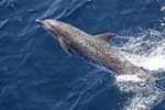 Atlantic spotted dolphin (Stenella frontalis)