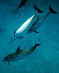 Atlantic spotted dolphin (Stenella frontalis)