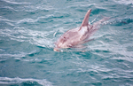 Burrunan dolphin (Tursiops australis)