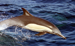 long-beaked common dolphin (Delphinus capensis)