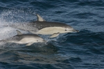 short-beaked common dolphin (Delphinus delphis)