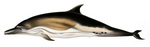 short-beaked common dolphin (Delphinus delphis)