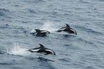 hourglass dolphin (Lagenorhynchus cruciger)